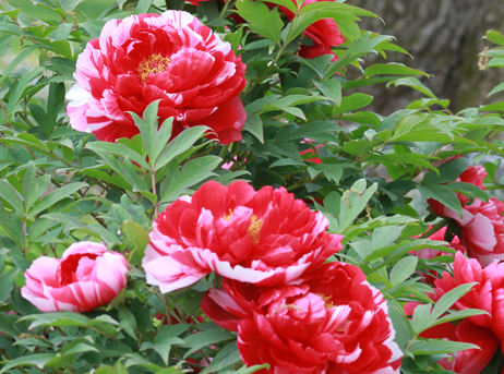 tree peony shima nishiki_crop0